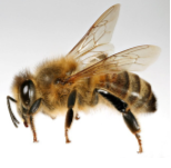 Lebah Apis Mellifera Madu Acacia